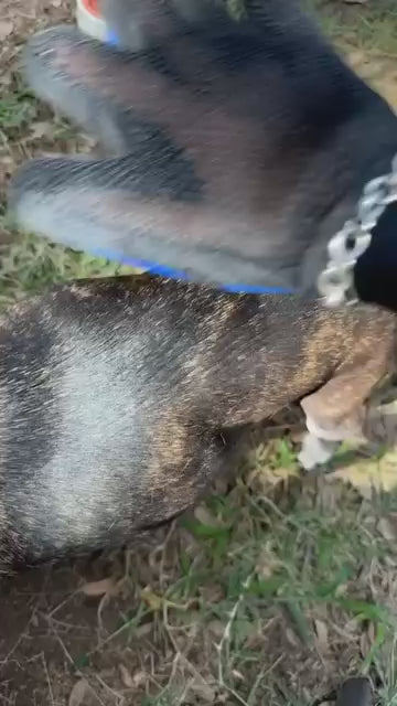 Magical Pet Grooming Glove – No More Pet Hair Mess!